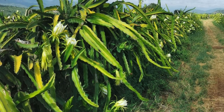 According to the writer Dragon fruit remains a high-value niche crop in South Africa mainly in warmer parts of the country. Photo:Supplied/Food For Mzansi