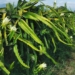 Dragon fruit thrives in KZN valley despite tough national season