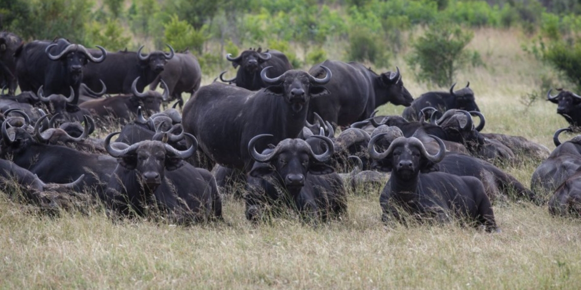 Buffaloes are one of the main attractions in the Kruger National Park. They carry the foot-and-mouth disease virus but seldom get sick from it. Photo: Ihsaan Haffejee/GroundUp