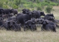 Red tape exposes broken system behind SA’s FMD crisis