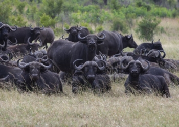 Red tape exposes broken system behind SA’s FMD crisis