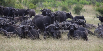Red tape exposes broken system behind SA’s FMD crisis