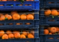 Agoa extension offers relief, but SA agri needs long-term certainty