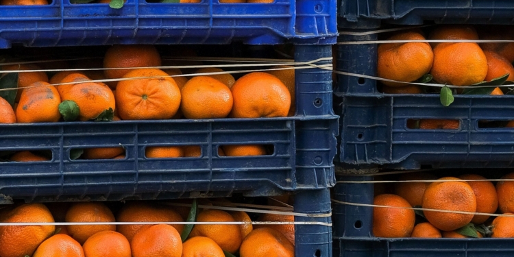 Agoa’s extension offers South African agriculture valuable breathing room, but farmers and exporters are urged to focus on competitiveness, market diversification and stronger trade relationships as uncertainty over long-term US market access remains. Photo: Pexels