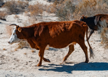 El Niño: Livestock farmers need financial buffers, not just forecasts
