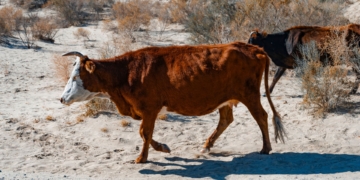 El Niño: Livestock farmers need financial buffers, not just forecasts