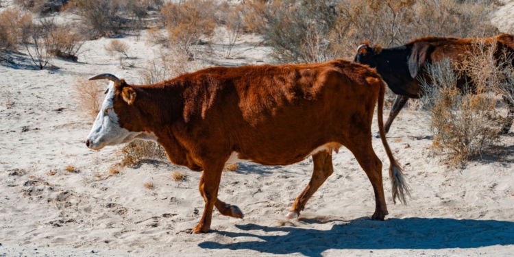 A new study in “Nature Sustainability” reveals that weather forecasts alone cannot protect southern Africa's poorest pastoralists from El Niño droughts. Photo: Pexels