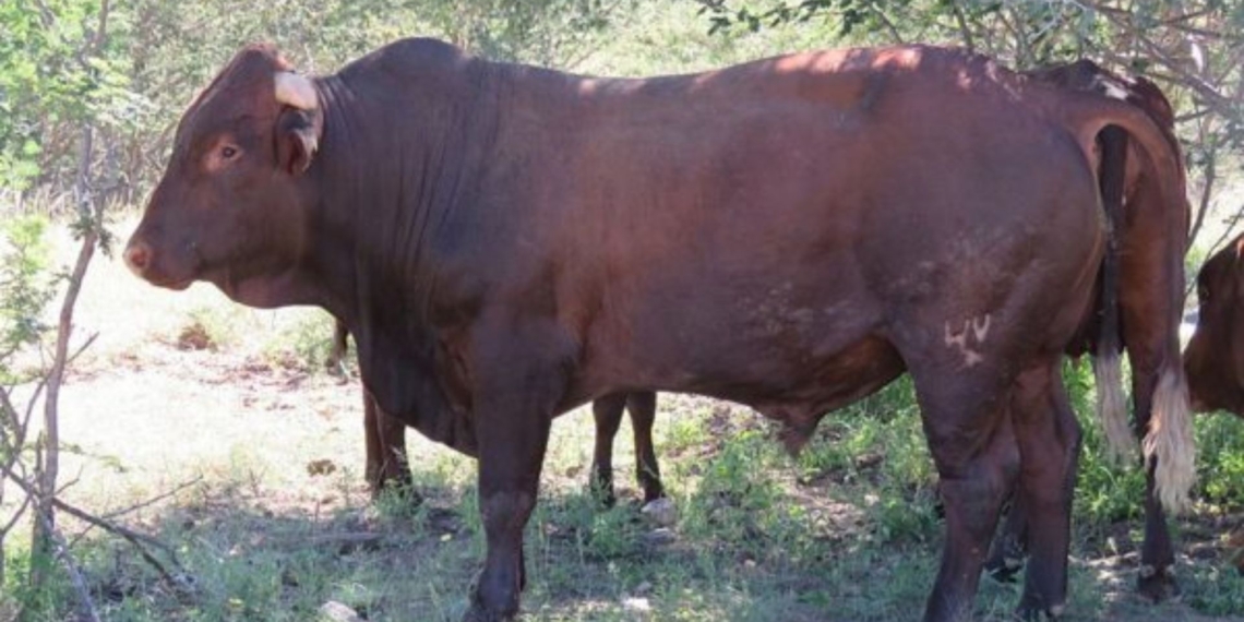 The annual Lamus Bonsmara production auction will take place in Kuruman, Northern Cape, next week. Photo: Supplied/Food For Mzansi
