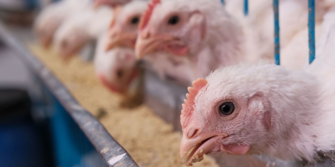 South Africa’s record maize harvest is offering near-term relief for livestock and poultry feed costs, but farmers still face uncertainty from potential El Niño-driven drought, rising fuel costs and wider input-price pressures. Photo: Pexels