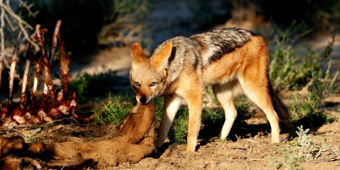 Black-backed jackals are a major challenge for small-scale livestock farmers. Photo: Stellenbosch University