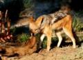 Smart sensors track nighttime jackal attacks to protect livestock