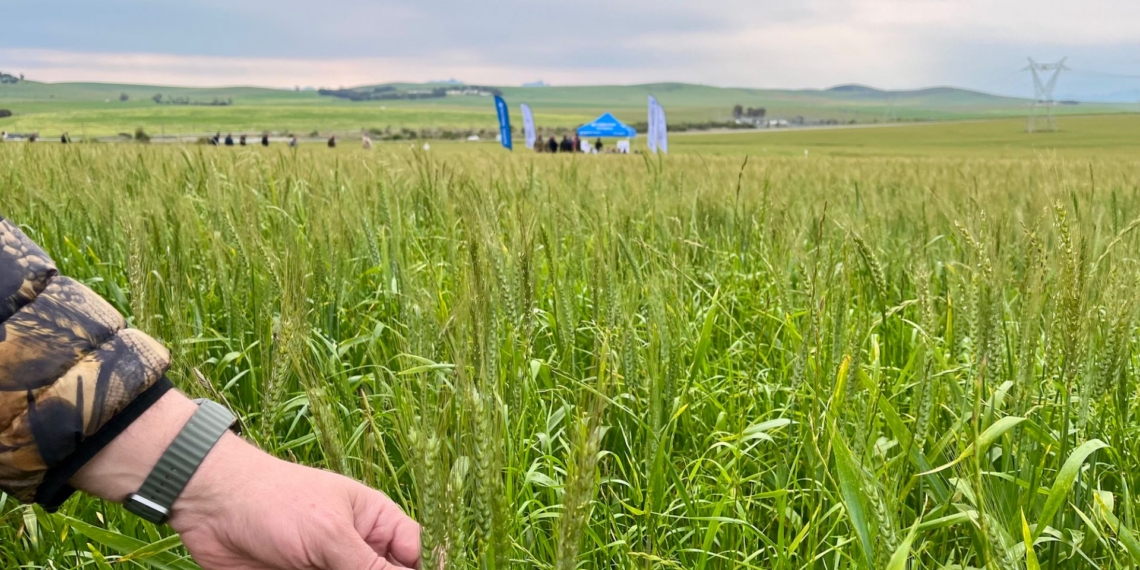 Moorreesburg trials, where five wheat cultivars, five fungicide programmes and an untreated control are compared across 130 blocks. Photo: InteliGro