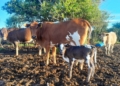 Tough times, hardy cattle: Why Mzansi farmers are choosing Nguni