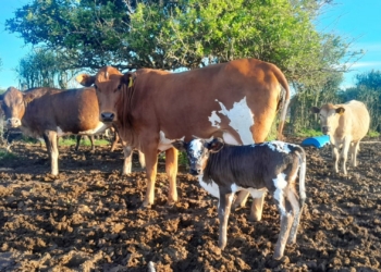 Tough times, hardy cattle: Why Mzansi farmers are choosing Nguni