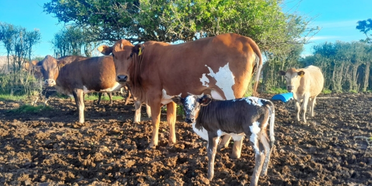 Renowned for their multi-coloured hides and environmental adaptability, Nguni cattle are increasingly chosen by farmers to combat rising feed costs and climate shifts.
Photo: Ndebe Ngunis