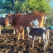 Tough times, hardy cattle: Why Mzansi farmers are choosing Nguni