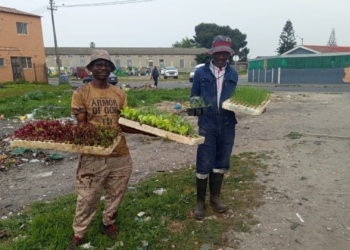Langa urban garden feeds crèche, community to drive food justice
