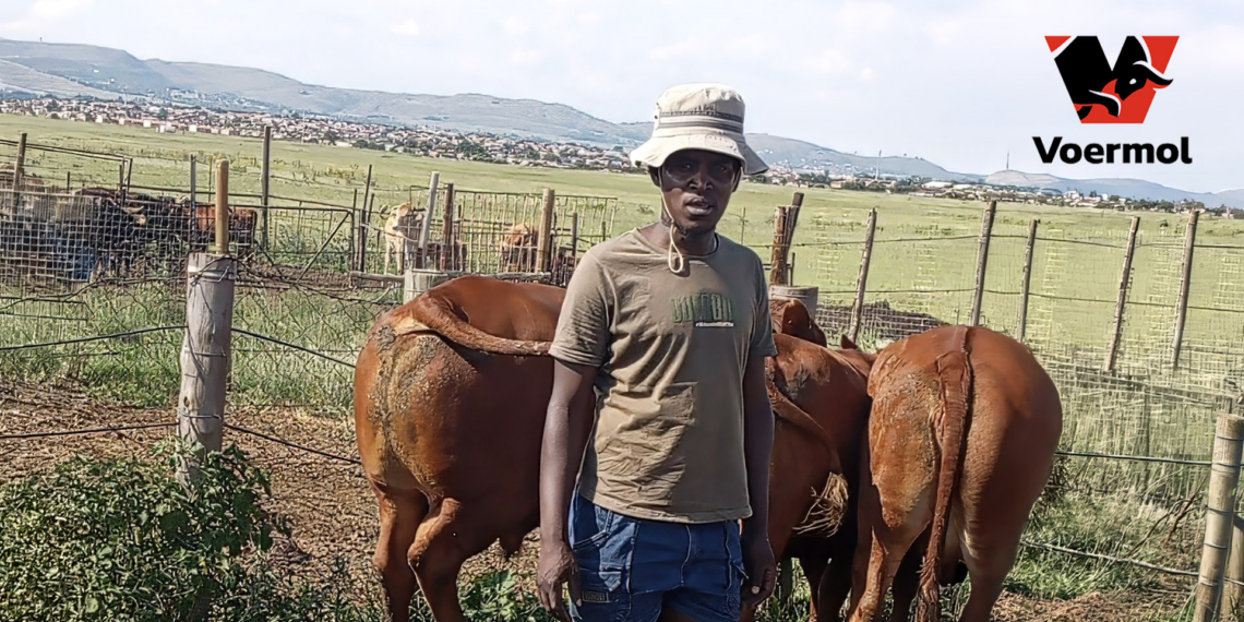 Gauteng cattle farmer Teboho Hlanguza relies on targeted Voermol products like SB 100 and molasses syrup to maintain body condition scores and drive herd productivity on communal land in Heidelberg. Photo: Gareth Davies/Food For Mzansi