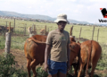 Grazing shortages? Here is how Voermol protects livestock wealth