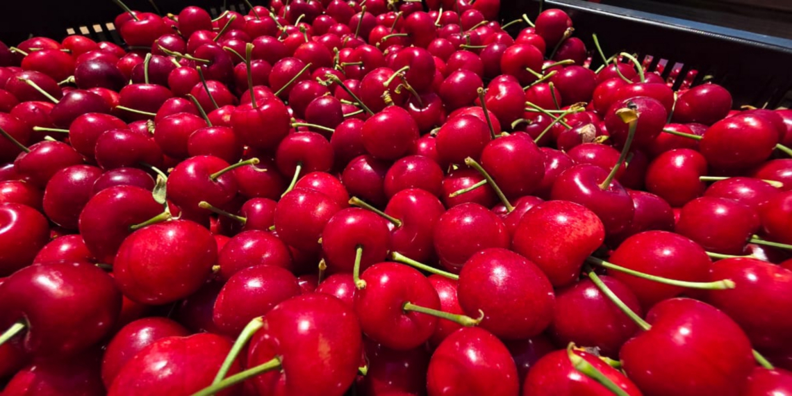 A landmark trade agreement signed in Beijing grants South African cherry producers direct access to China’s $3.3 billion market. Photo: Tru-Cape
