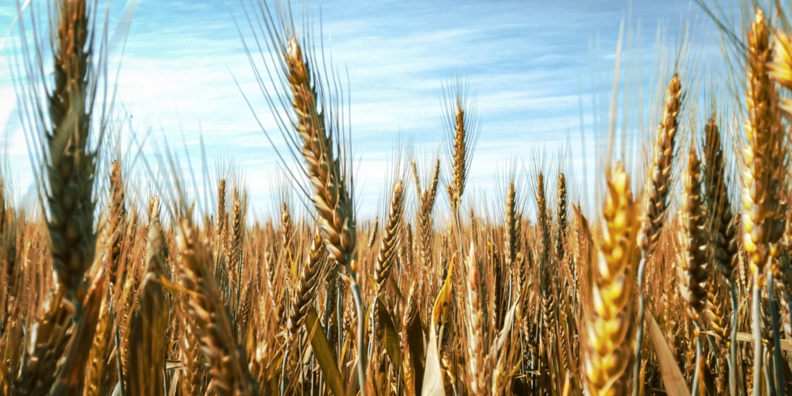 In the latest market update, wheat fell to R6,075 per tonne, while white maize dropped to R3,960 per tonne. Photo: Abhishek Koundle/Pexels