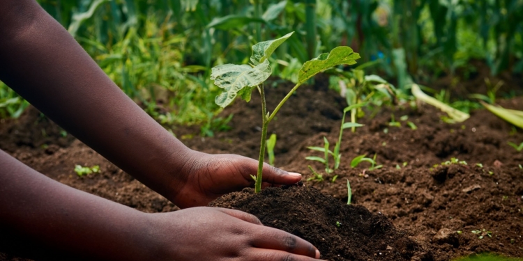 CropLife South Africa promotes safe and responsible crop protection practices. Photo: Desanges Bahindwa/Pexels