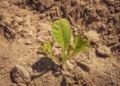 Drought
