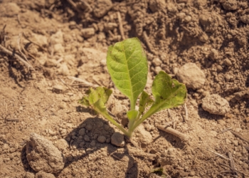 Drought