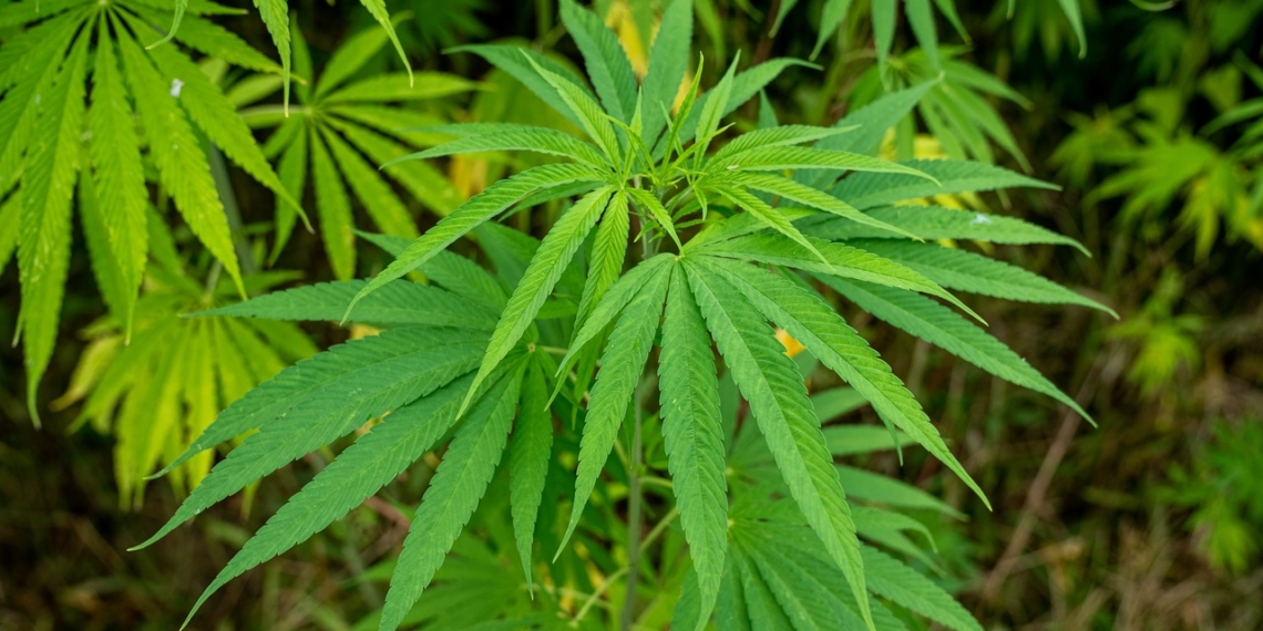As South Africa embraces hemp as a "green gold" commercial crop, groundbreaking research from UKZN and Rhodes University provides the country’s first accurate measurement of its water use. Photo: Mark Stebnicki/Pexels