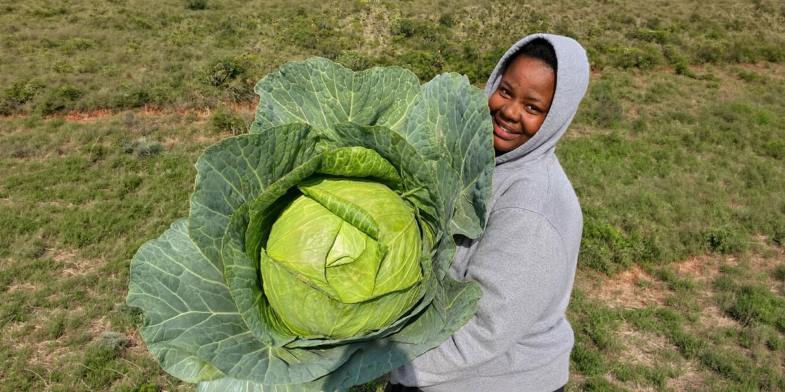 Sibahle Sifo, founder of Imbewu YeThemba Agricultural Projects in Mthatha, transformed an initial reluctance into a thriving cabbage enterprise supplying local vendors and retail stores. Photo: Supplied/Food For Mzansi