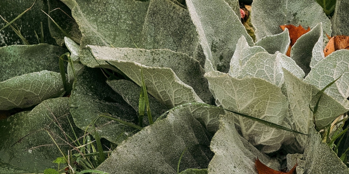 To combat midday wilting and powdery mildew, producers are switching to late-afternoon irrigation, mulching, and shade netting. Photo: Pexels