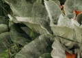 Protect your spinach crops from extreme heat this summer