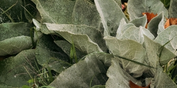 Protect your spinach crops from extreme heat this summer
