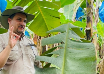 Costa Rica’s banana battle offers critical field lessons for SA