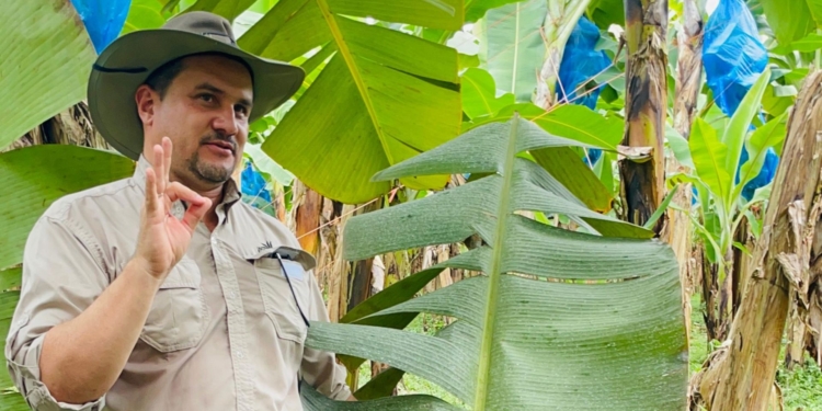 Adrian Jiménez Zúñiga inspects banana plants amidst rising weather and fungal pressures, reflecting Costa Rica's push toward resilient farming. Photo: Lisakanya Venna/Food For Mzansi
