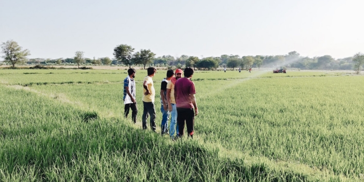 Agricultural students gain practical field experience during farm placements, though on-the-ground reports highlight significant structural gaps, language barriers, and mental strain facing interns in South Africa's agricultural sector. Photo: Pexels
