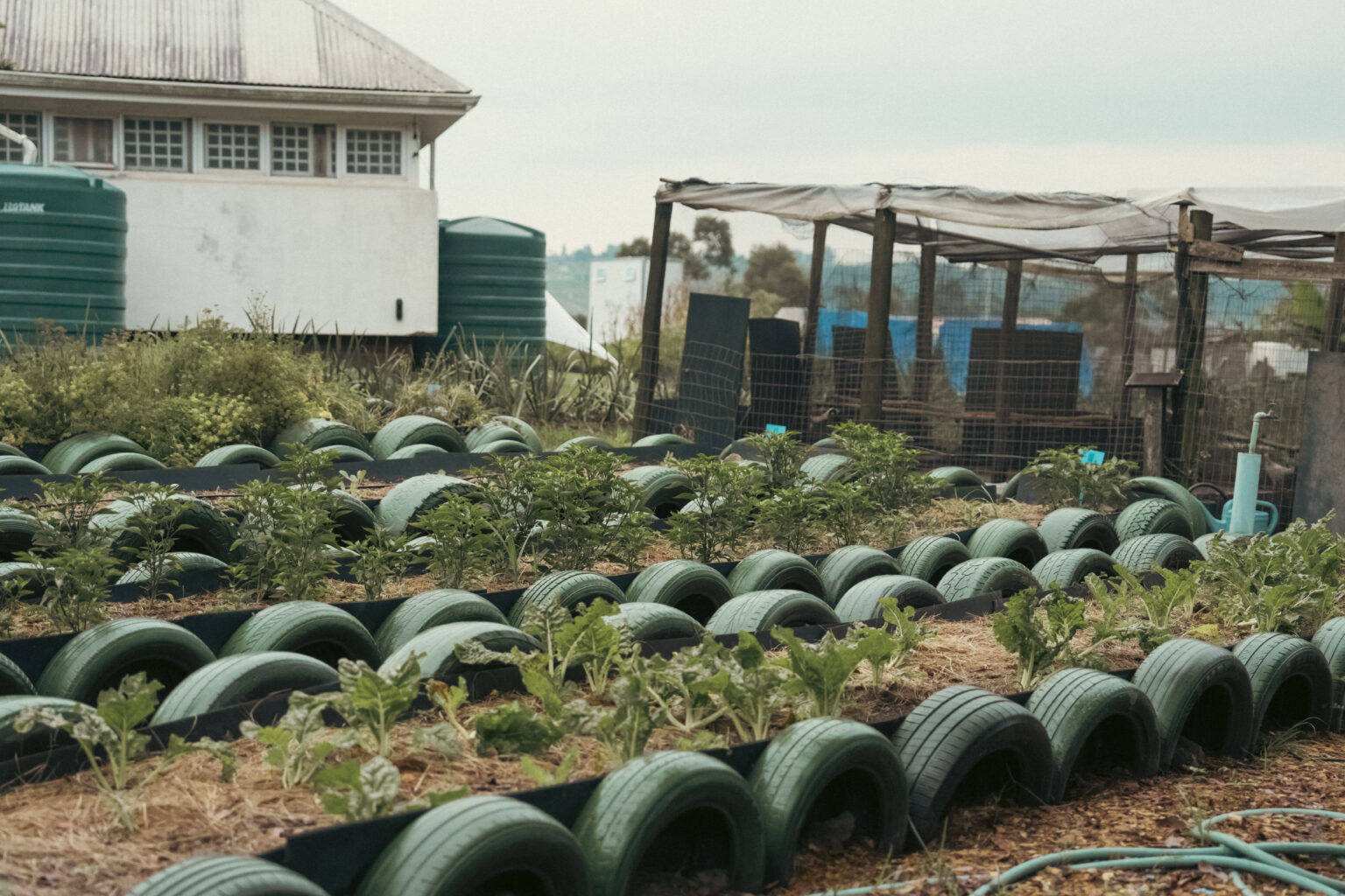 Inchanga Agroecology Hub: Building lasting community impact - Food For ...