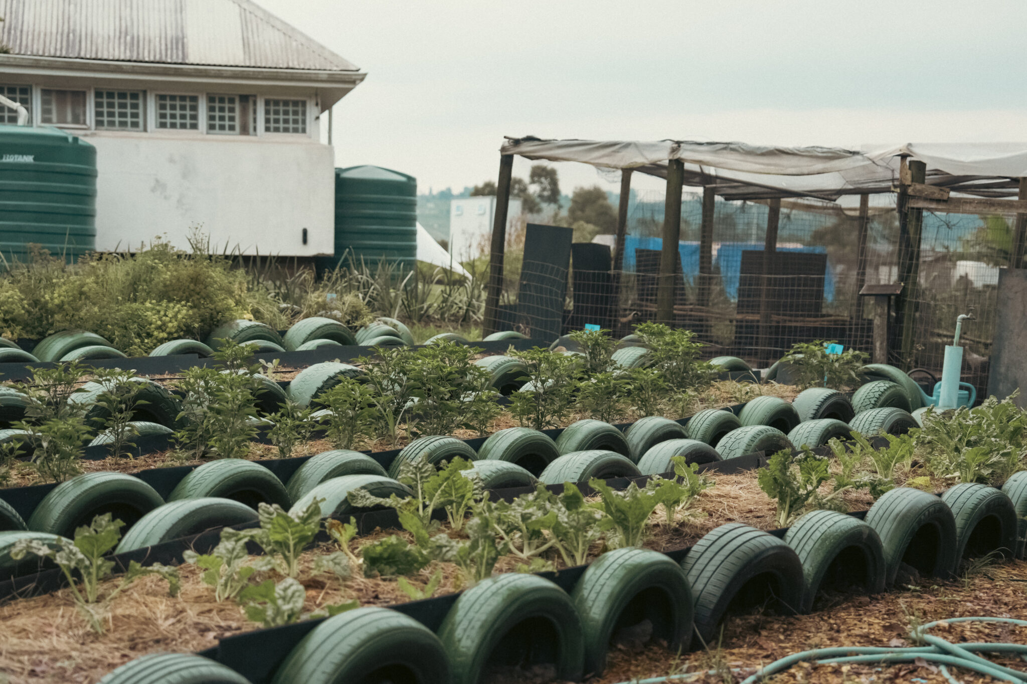 Inchanga Agroecology Hub: Building lasting community impact - Food For ...