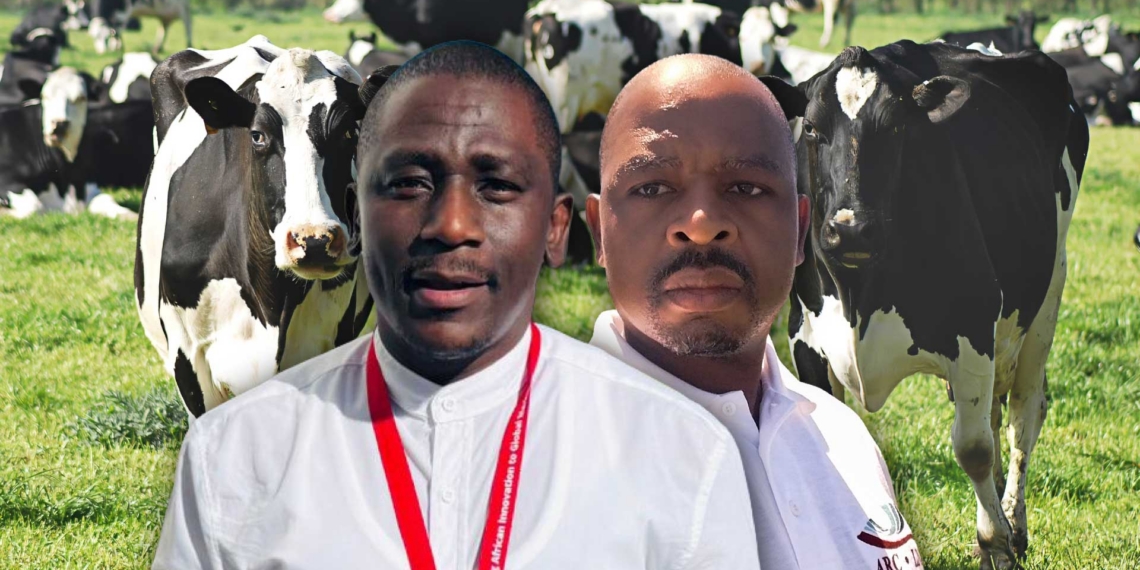 The ARC’s Adam Swarahla and Dr Walter Shiba say high feed costs, lack of cold-storage infrastructure, and limited bargaining power are forcing smallholder dairy farmers in the Free State to abandon dairy altogether. Photo: Gareth Davies/Food For Mzansi