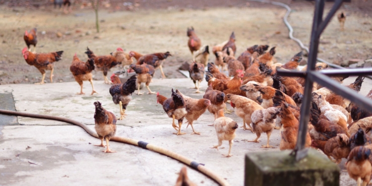 FairPlay Movement webinar speakers warned that unreliable municipal water, electricity and roads are driving up poultry production costs, threatening farm competitiveness and rural jobs. Photo: Pexels