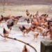 Municipal failure drives up production costs for poultry farmers