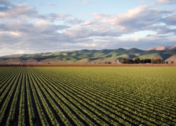 Mastering foreign exchange: Smart strategies for SA agri exporters