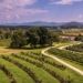 Agritourism experts urge fair distribution of SA’s tourism boom