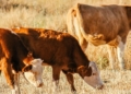 Prepare your livestock for a drier 2026/27 breeding season
