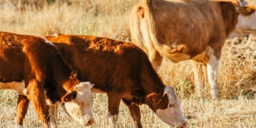 Prepare your livestock for a drier 2026/27 breeding season