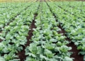 SA agricultural trusts reach R2.76 billion in growth