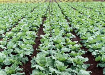 SA agricultural trusts reach R2.76 billion in growth