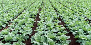 SA agricultural trusts reach R2.76 billion in growth
