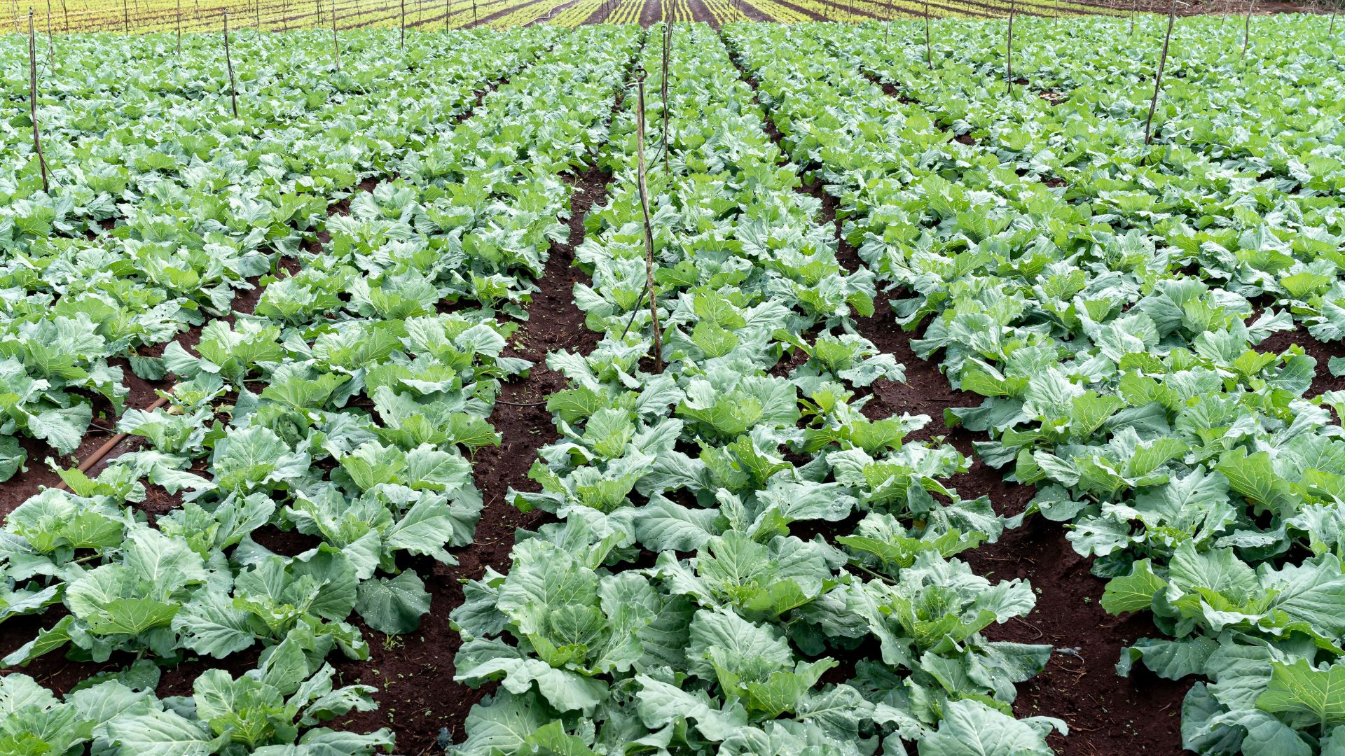 SA agricultural trusts reach R2.76 billion in growth