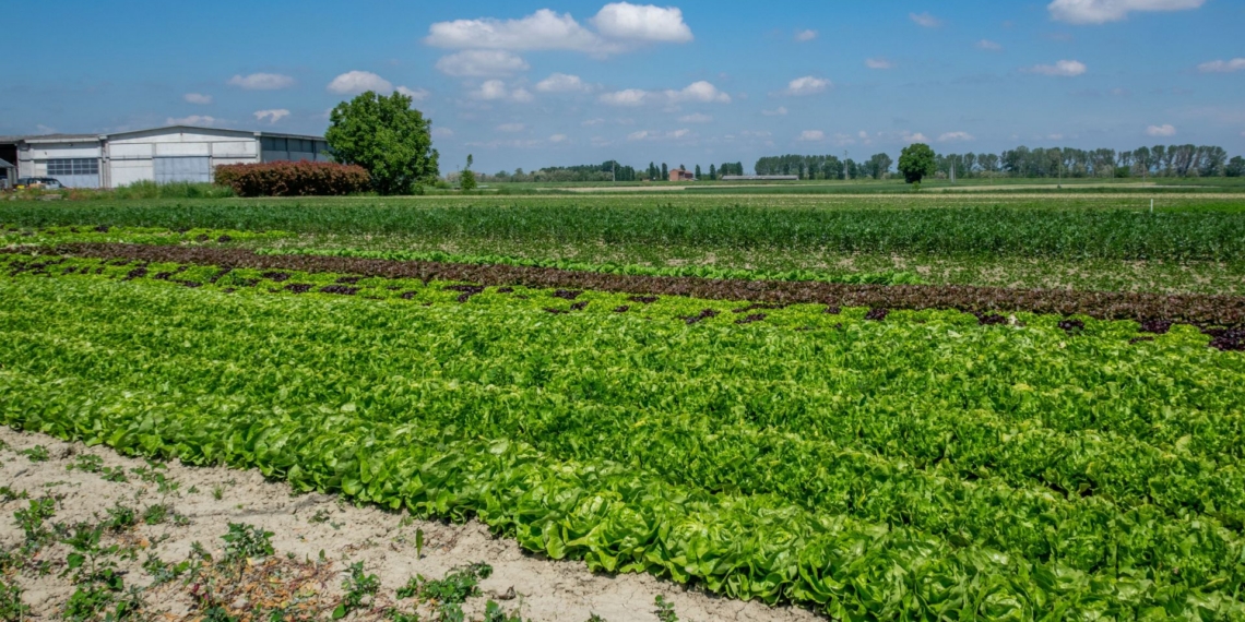 Building stable systems for food production is key to fighting food insecurity. Photo: Pexels